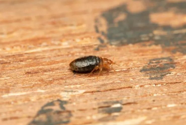 Oregon's Bed Bug Battleground Three Cities Struggle to Eradicate Pests