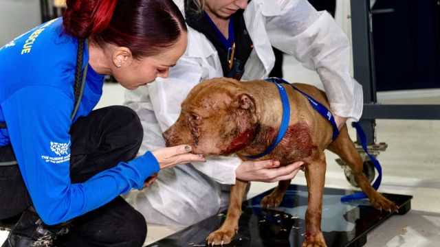 Paws of Justice: Over 120 Dogs Saved, 8 Apprehended in NJ Dogfighting Sweep