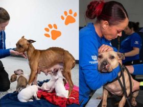 Paws of Justice: Over 120 Dogs Saved, 8 Apprehended in NJ Dogfighting Sweep