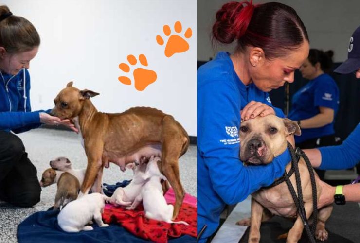 Paws of Justice: Over 120 Dogs Saved, 8 Apprehended in NJ Dogfighting Sweep