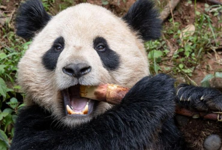 San Diego Zoo Welcomes Two Giant Pandas from China for Conservation Initiative