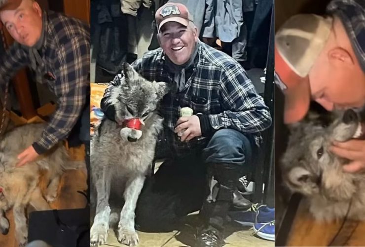 Shocking Video Captures Moments as Man Kisses Dying Wolf He Once Tortured