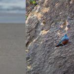 US Avian History Made: Oregon Reports First-Ever Sighting of 'Mega-Rare' Bird