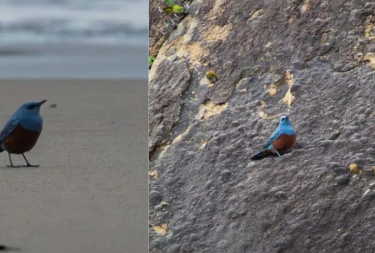 US Avian History Made: Oregon Reports First-Ever Sighting of 'Mega-Rare' Bird