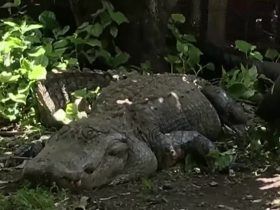 South Florida Homeowner's Dogs Alert Him to 11-Foot Alligator Danger