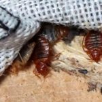 Bed Bugs Swarm: 3 Oklahoma Cities Face Infestation Crisis