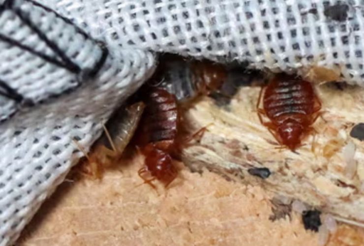 Bed Bugs Swarm: 3 Oklahoma Cities Face Infestation Crisis