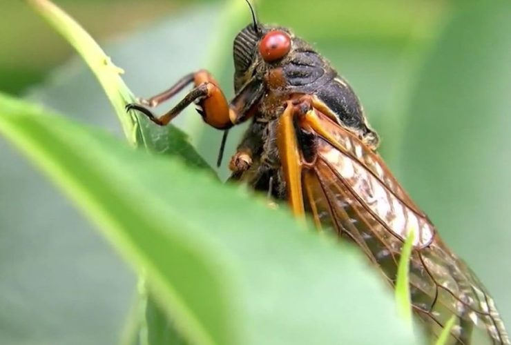 Cicada Invasion Hits Central Virginia: Nature's Symphony Unleashed