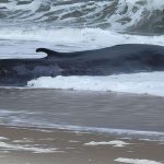 Delaware's Wildlife Emergency Stranded 50 Foot Fin Whale Prompts Urgent Response