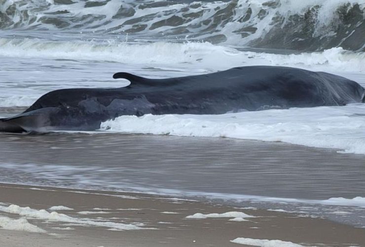 Delaware's Wildlife Emergency Stranded 50 Foot Fin Whale Prompts Urgent Response