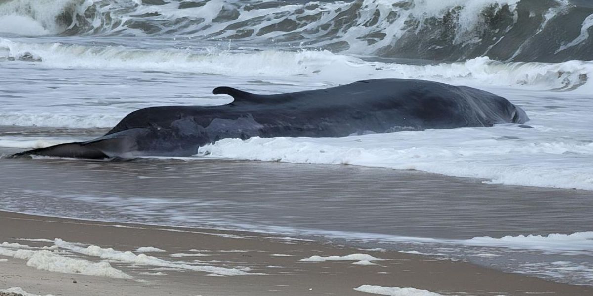 Delaware's Wildlife Emergency Stranded 50 Foot Fin Whale Prompts Urgent Response