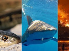 From Quakes to Sharks: The Multifaceted Threats of Southern California