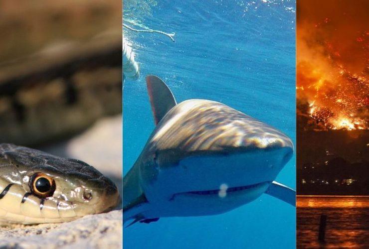 From Quakes to Sharks: The Multifaceted Threats of Southern California