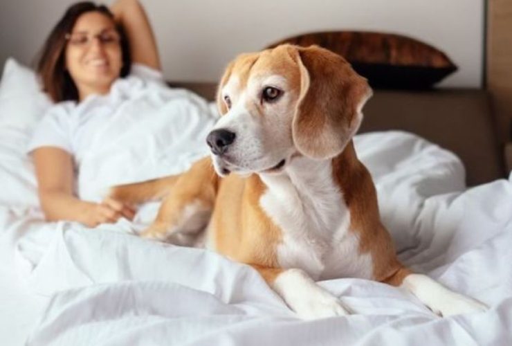 Fur-Tastic Texas Stays 5 Hotels Where Pets Are Welcome