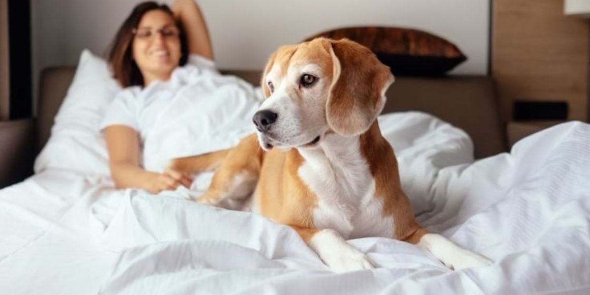 Fur-Tastic Texas Stays 5 Hotels Where Pets Are Welcome