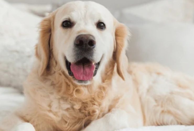 Furry Friends Welcome: Chicago's Premier Pet-Friendly Hotel Picks