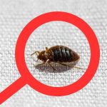 Infested Zones: Bed Bugs Invade 3 Missouri Urban Centers