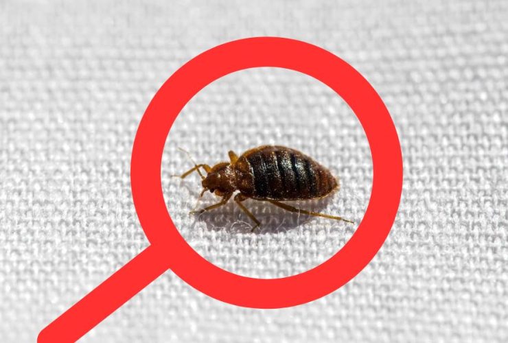 Infested Zones: Bed Bugs Invade 3 Missouri Urban Centers