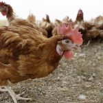 Iowa Egg Farm Hit by Bird Flu: 4.2 Million Chickens to Be Culled