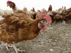 Iowa Egg Farm Hit by Bird Flu: 4.2 Million Chickens to Be Culled