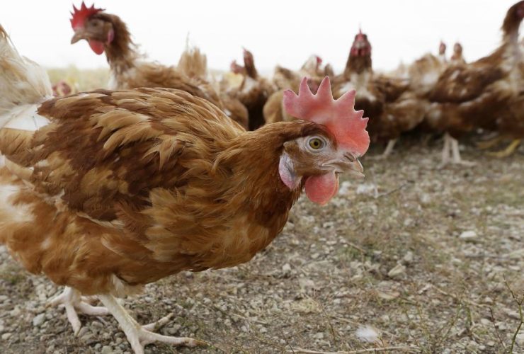 Iowa Egg Farm Hit by Bird Flu: 4.2 Million Chickens to Be Culled