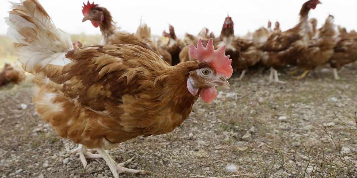 Iowa Egg Farm Hit by Bird Flu: 4.2 Million Chickens to Be Culled