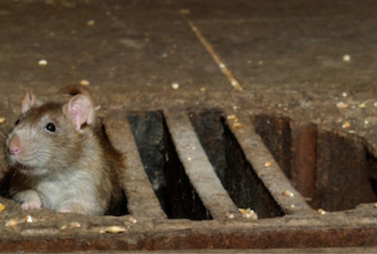 America's Rat Capitals: 5 Cities Leading the Pack