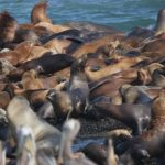 Mystery as Over 250 Dead Sea Lion Pups Wash Ashore on California Island