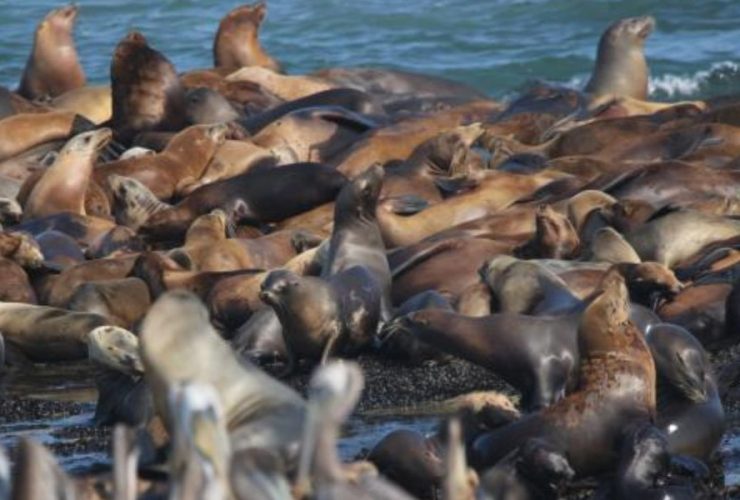 Mystery as Over 250 Dead Sea Lion Pups Wash Ashore on California Island