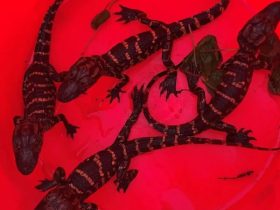 Poaching Alert: Four Baby Alligators Rescued by FWC in Nest Recovery Operation