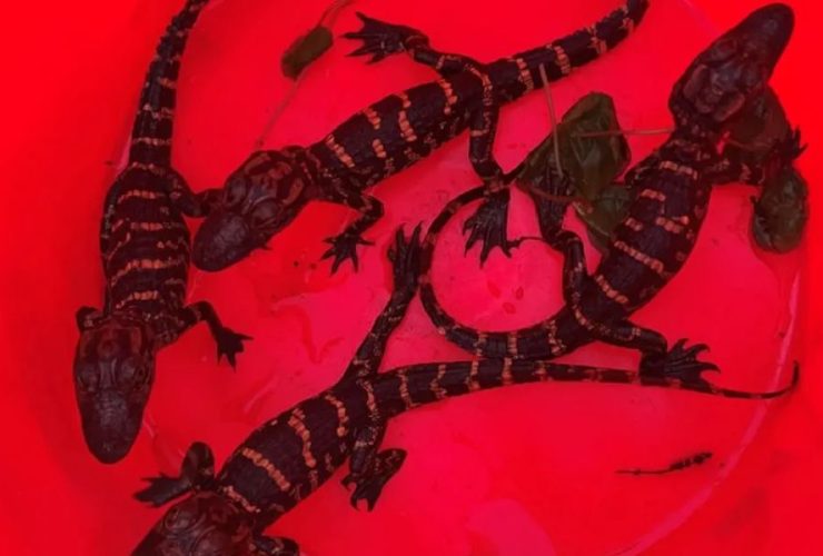 Poaching Alert: Four Baby Alligators Rescued by FWC in Nest Recovery Operation