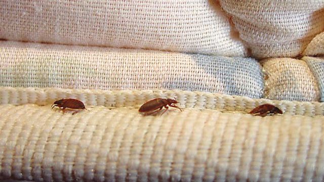 Trouble Brewing: Bed Bugs Infest 3 Major Cities in South Carolina