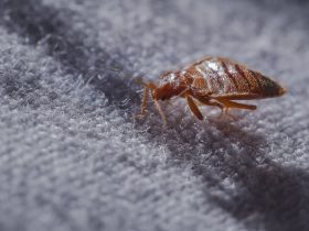 Trouble Brewing: Bed Bugs Infest 3 Major Cities in South Carolina