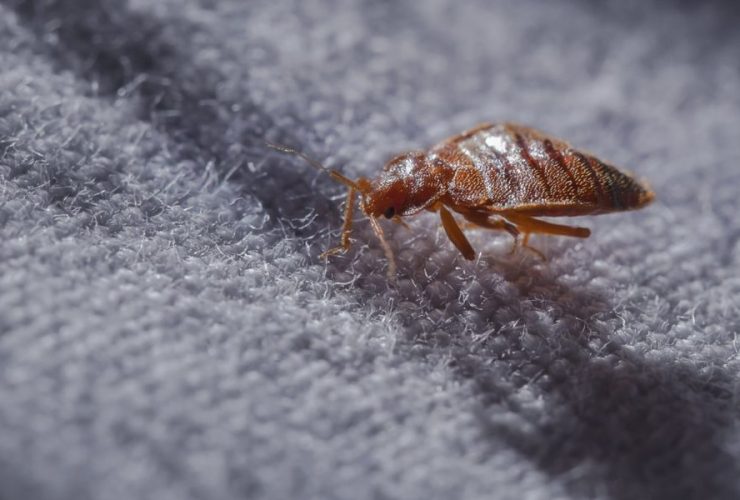 Trouble Brewing: Bed Bugs Infest 3 Major Cities in South Carolina