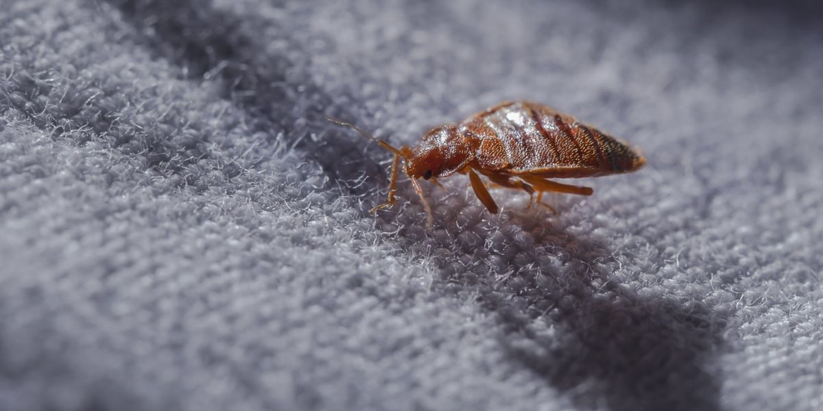 Trouble Brewing: Bed Bugs Infest 3 Major Cities in South Carolina