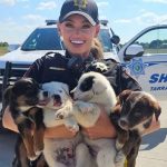 8 Puppies Saved from Scorching Heat, Now Seeking Forever Homes