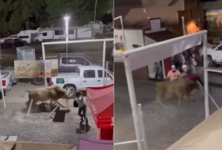 Bull Jumps Arena Fence at Rodeo, Sheriff’s Deputy Among 3 Injured