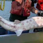 Endangered 200-Pound Atlantic Sturgeon Spotted in Hudson River