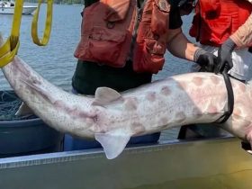 Endangered 200-Pound Atlantic Sturgeon Spotted in Hudson River