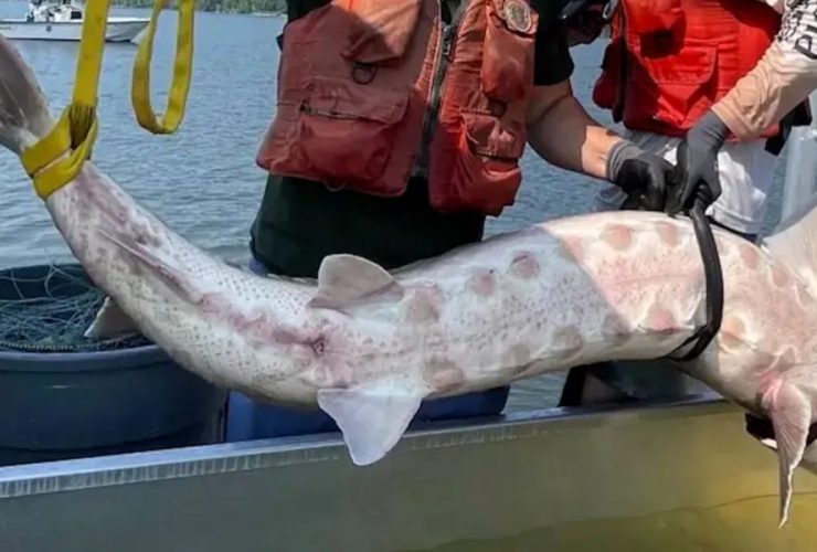 Endangered 200-Pound Atlantic Sturgeon Spotted in Hudson River