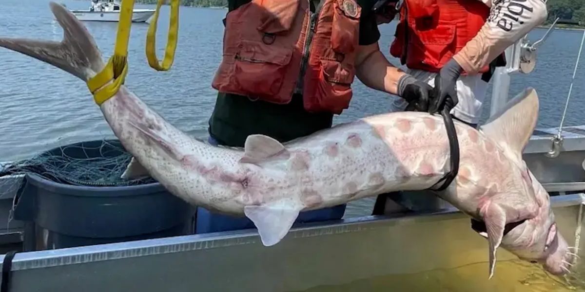 Endangered 200-Pound Atlantic Sturgeon Spotted in Hudson River