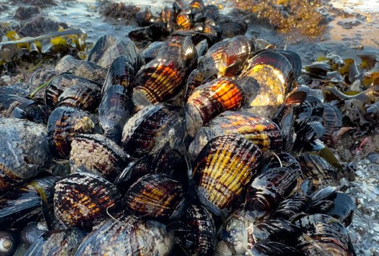 FDA Issues Warning Paralytic Toxin Found in Shellfish, Urges Avoidance