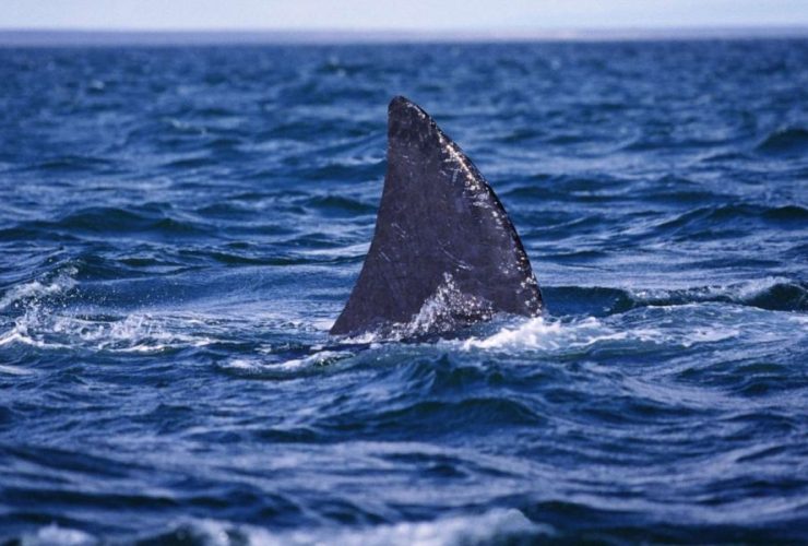 Fishing Trip Turns Deadly as Shark Attacks Man in Florida