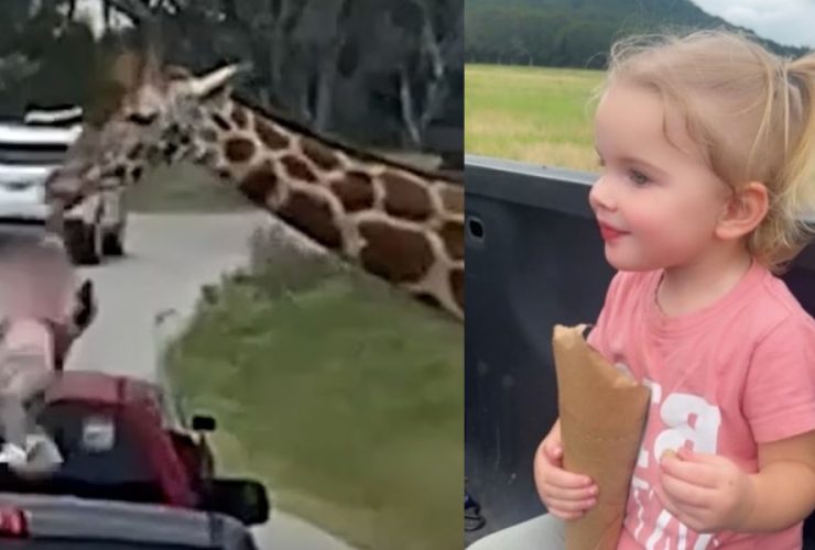 Giraffe Lifts Toddler from Car at Safari Park