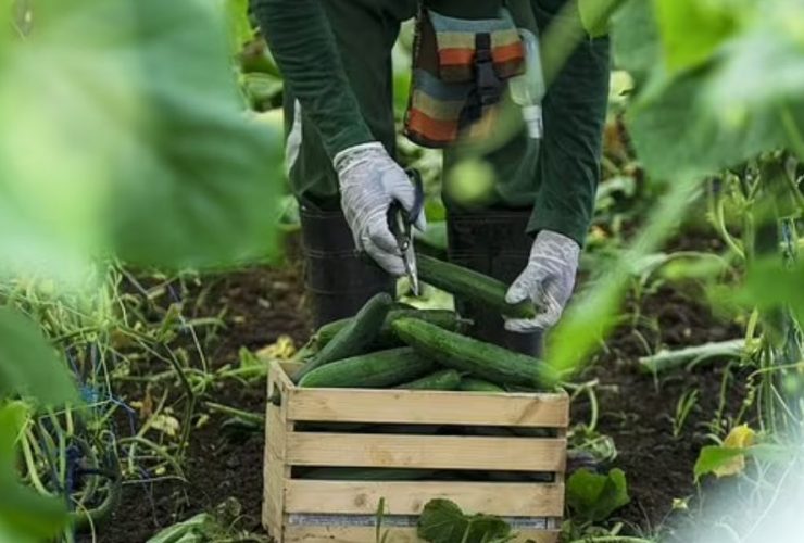 Health Warning: Potential Salmonella Contamination Prompts Cucumber Recall Across 14 States