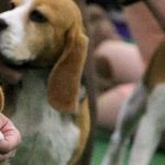 Historic $35M Penalty for Virginia Breeder After 4,000 Beagles Rescued