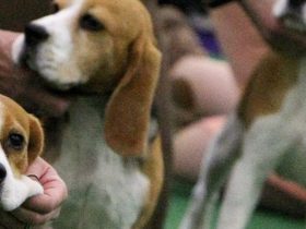 Historic $35M Penalty for Virginia Breeder After 4,000 Beagles Rescued