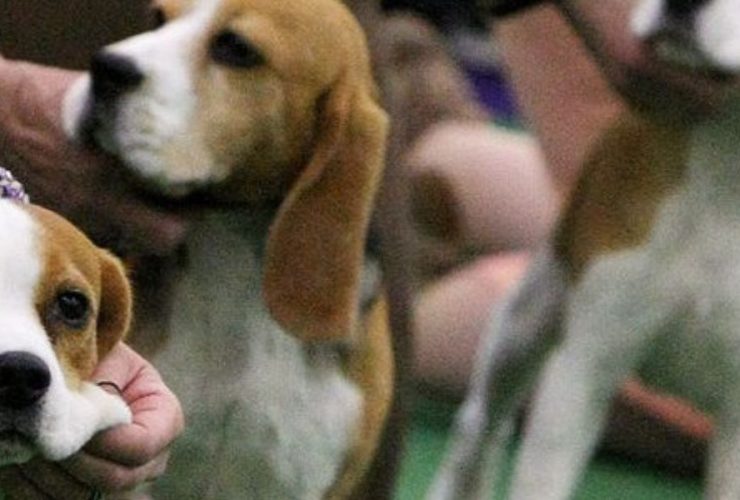 Historic $35M Penalty for Virginia Breeder After 4,000 Beagles Rescued