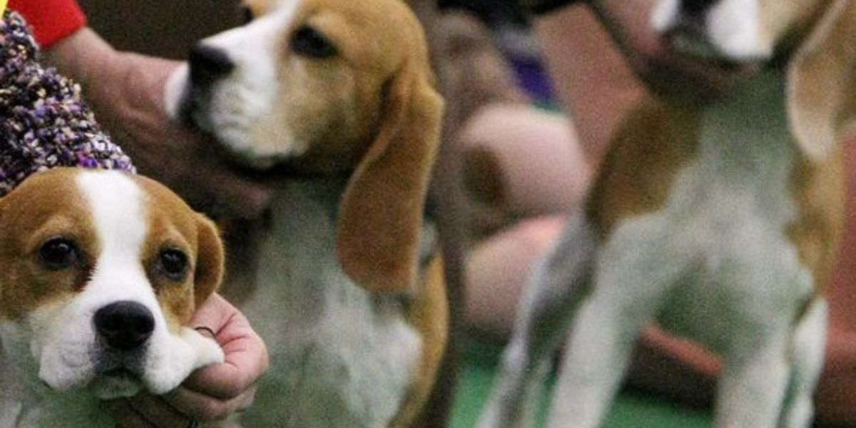 Historic $35M Penalty for Virginia Breeder After 4,000 Beagles Rescued