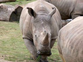 Law Enforcement Catches Six in Killing of 26 Endangered Javan Rhinos